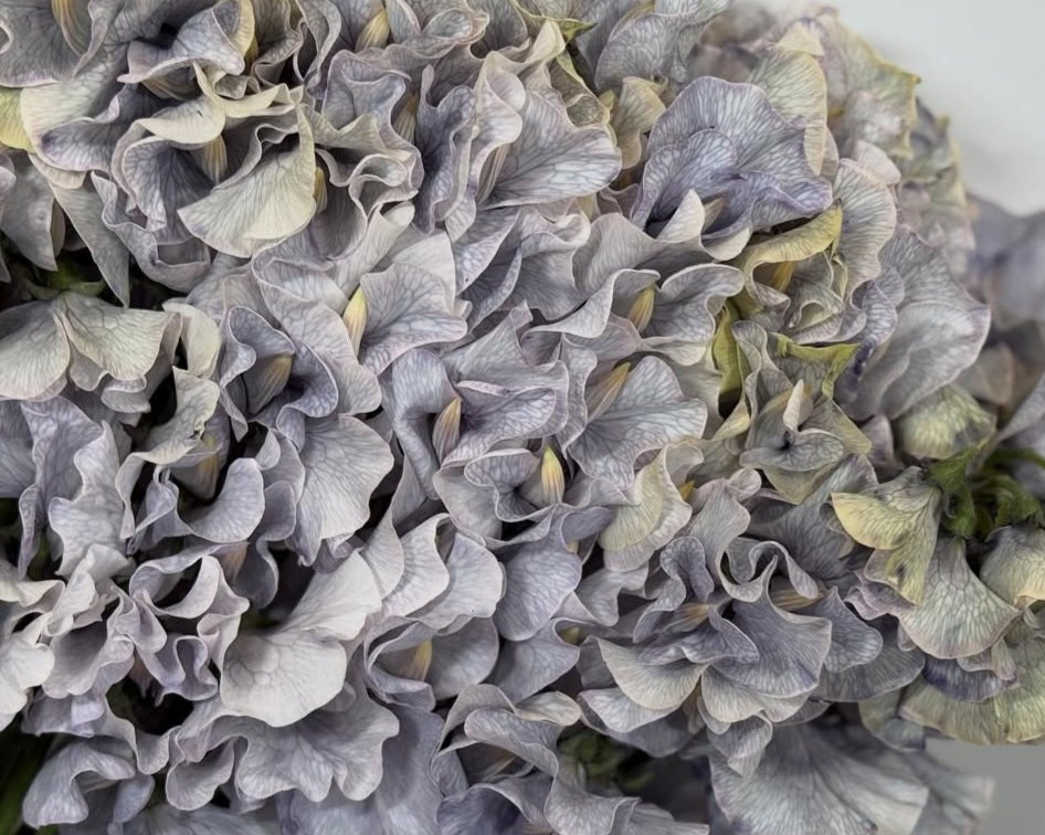 Lathyrus odoratus ( sweet pea ) Japan Series Giulia 20 Seeds