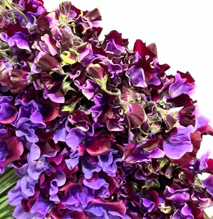 Lathyrus odoratus ( sweet pea ) Japan Series Romola 20 Seeds