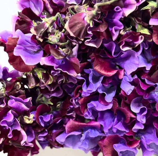 Lathyrus odoratus ( sweet pea ) Japan Series Romola 20 Seeds