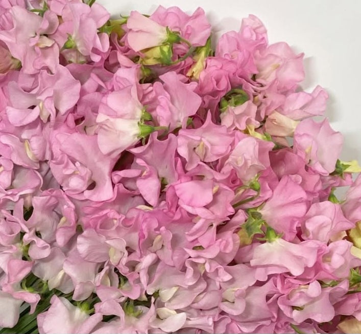 Lathyrus odoratus ( sweet pea ) Japan Series Carla 20 Seeds