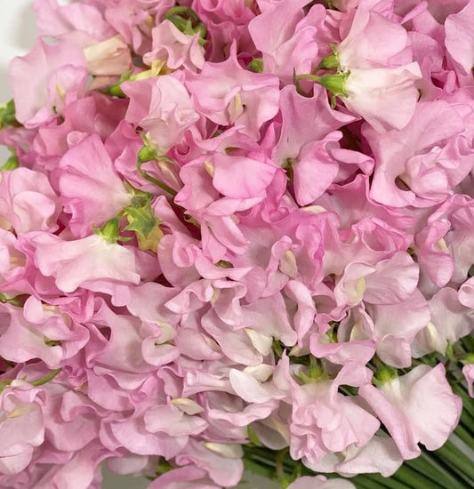 Lathyrus odoratus ( sweet pea ) Japan Series Carla 20 Seeds