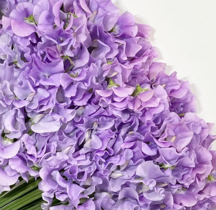 Lathyrus odoratus ( sweet pea ) Japan Series Bruna 20 Seeds