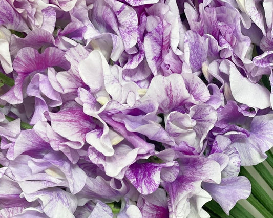 Lathyrus odoratus ( sweet pea ) Japan Series Cecilia 20 Seeds