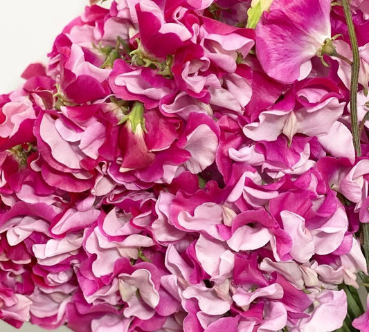 Lathyrus odoratus ( sweet pea ) Japan Series Elettra 20 Seeds