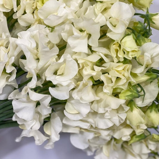 Lathyrus odoratus ( sweet pea ) Japan Series Lucrezia 20 Seeds