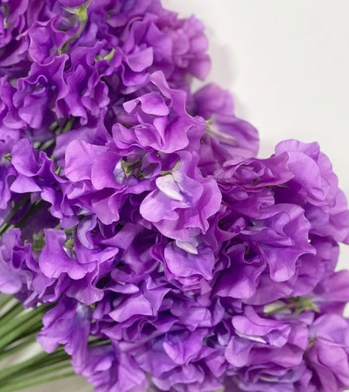 Lathyrus odoratus ( sweet pea ) Japan Series Mirabella 20 Seeds