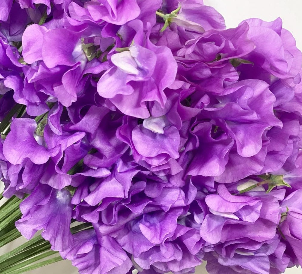 Lathyrus odoratus ( sweet pea ) Japan Series Mirabella 20 Seeds