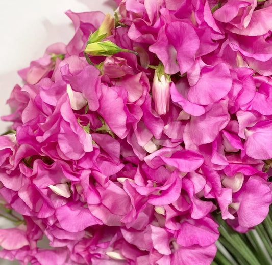 Lathyrus odoratus ( sweet pea ) Japan Series Costanza 20 Seeds
