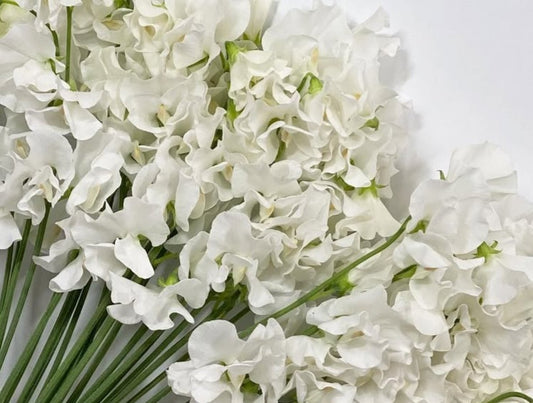 Lathyrus odoratus ( sweet pea ) Japan Series Amadea 20 Seeds