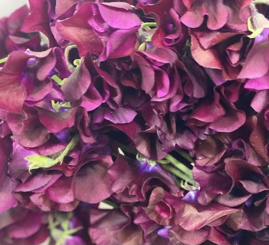 Lathyrus odoratus ( sweet pea ) Japan Series Fabrizia 20 Seeds