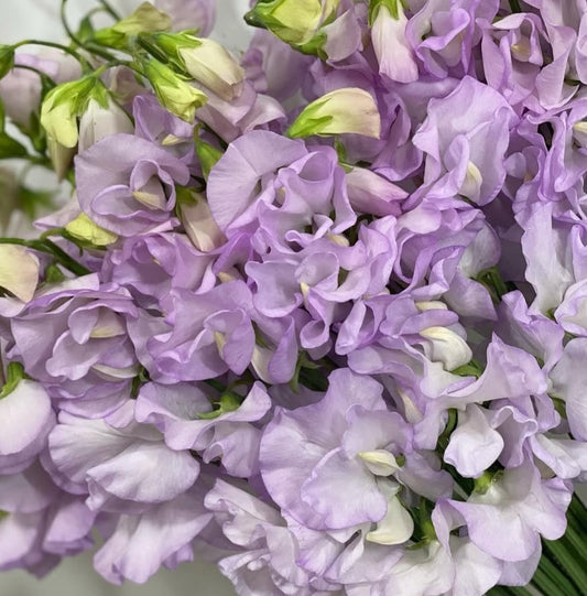 Lathyrus odoratus ( sweet pea ) Japan Series Vincenza 20 Seeds