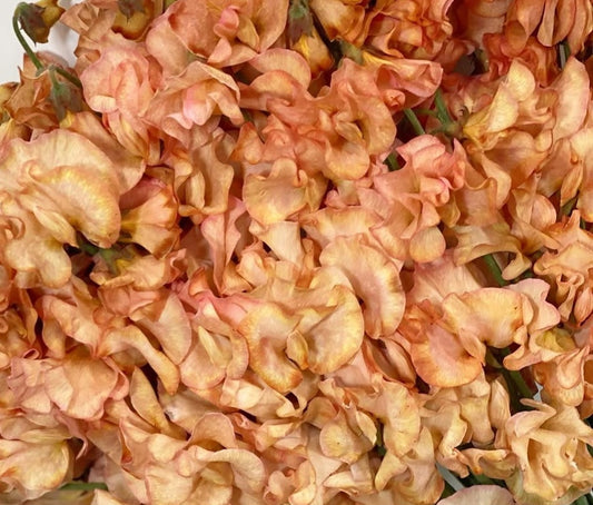 Lathyrus odoratus ( sweet pea ) Japan Series Gemma 20 Seeds