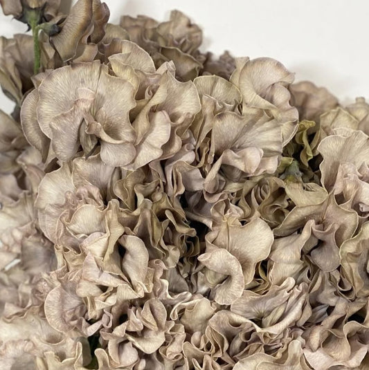 Lathyrus odoratus ( sweet pea ) Japan Series Michela 20 Seeds