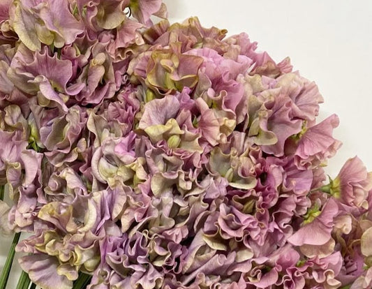 Lathyrus odoratus ( sweet pea ) Japan Series Donata 20 Seeds
