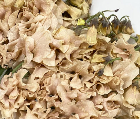 Lathyrus odoratus ( sweet pea ) Japan Series Domenica 20 Seeds