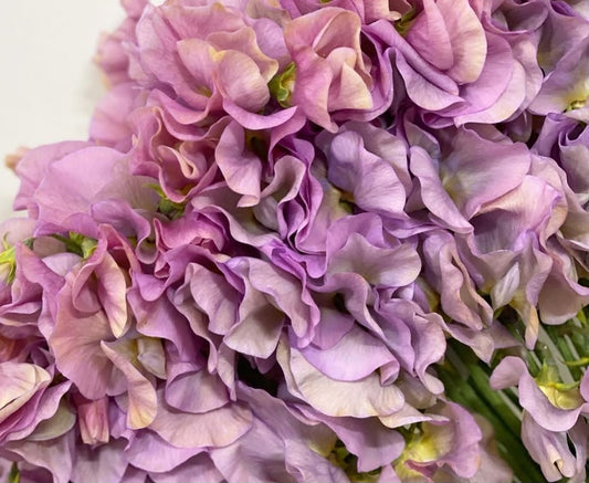 Lathyrus odoratus ( sweet pea ) Japan Series Marcella 20 Seeds