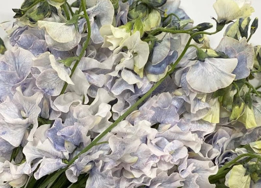 Lathyrus odoratus ( sweet pea ) Japan Series Francesca 20 Seeds