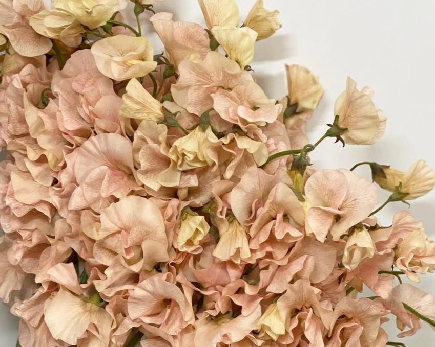 Lathyrus odoratus ( sweet pea ) Japan Series Stefania 20 Seeds