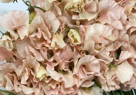 Lathyrus odoratus ( sweet pea ) Japan Series Stefania 20 Seeds