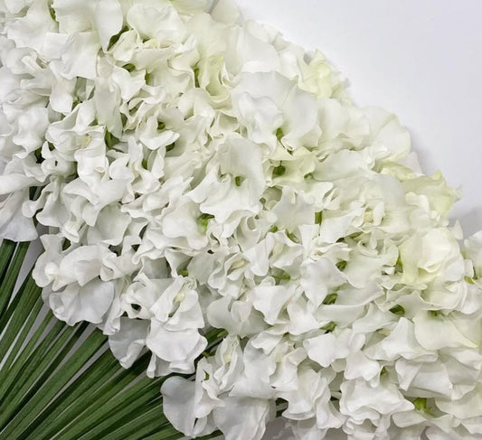Lathyrus odoratus ( sweet pea ) Japan Series Arianna 20 Seeds