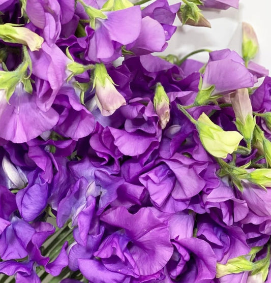 Lathyrus odoratus ( sweet pea ) Japan Series Susanna 20 Seeds