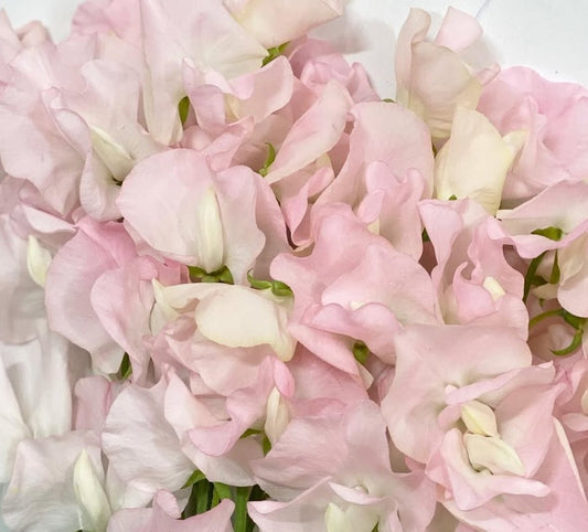 Lathyrus odoratus ( sweet pea ) Japan Series Felicia 20 Seeds