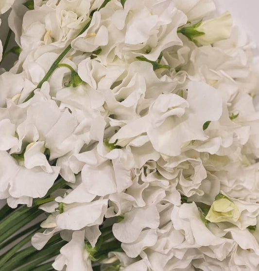 Lathyrus odoratus ( sweet pea ) Japan Series Erica 20 Seeds