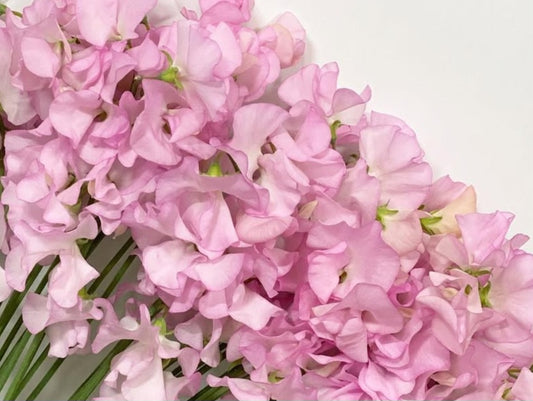 Lathyrus odoratus ( sweet pea ) Japan Series Perla 20 Seeds