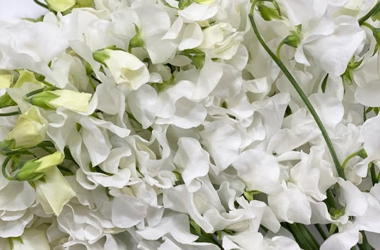 Lathyrus odoratus ( sweet pea ) Japan Series Cosima 20 Seeds