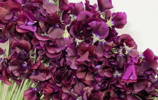 Lathyrus odoratus ( sweet pea ) Japan Series Amalia 20 Seeds