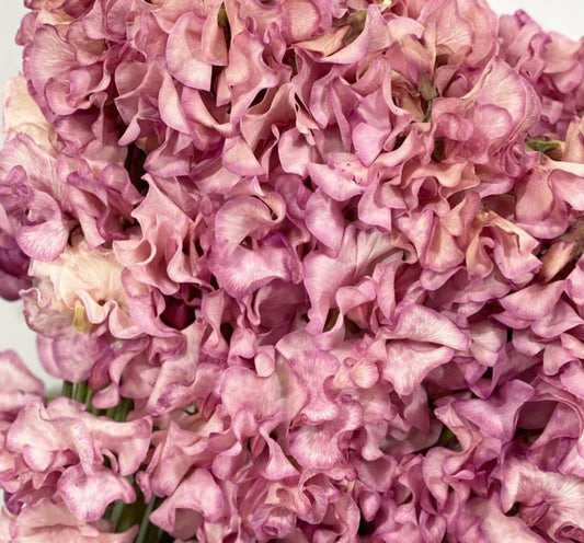 Lathyrus odoratus ( sweet pea ) Japan Series Zita 20 Seeds