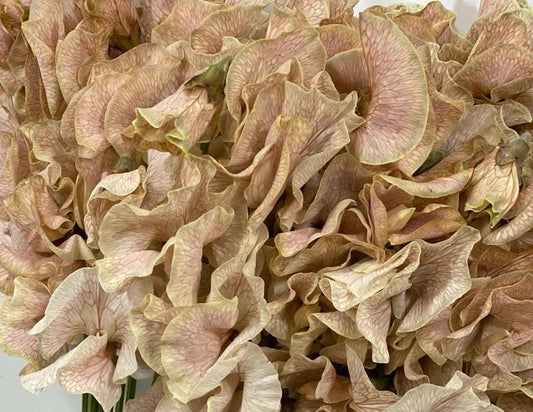 Lathyrus odoratus ( sweet pea ) Japan Series Renata 20 Seeds