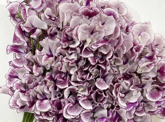 Lathyrus odoratus ( sweet pea ) Japan Series Nicoletta 20 Seeds