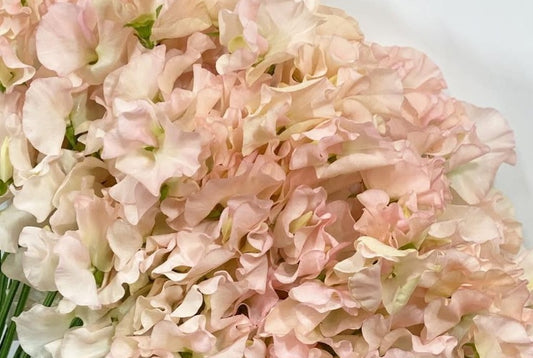 Lathyrus odoratus ( sweet pea ) Japan Series Paola 20 Seeds