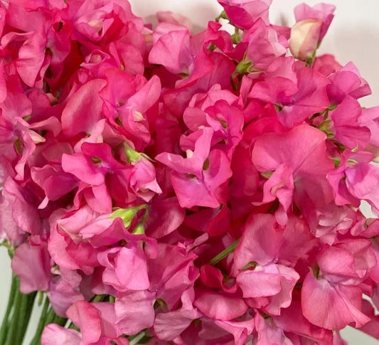 Lathyrus odoratus ( sweet pea ) Japan Series Savina 20 Seeds