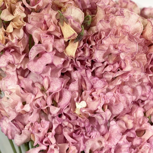 Lathyrus odoratus ( sweet pea ) Japan Series Natalia 20 Seeds