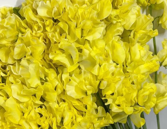 Lathyrus odoratus ( sweet pea ) Japan Series Serena 20 Seeds