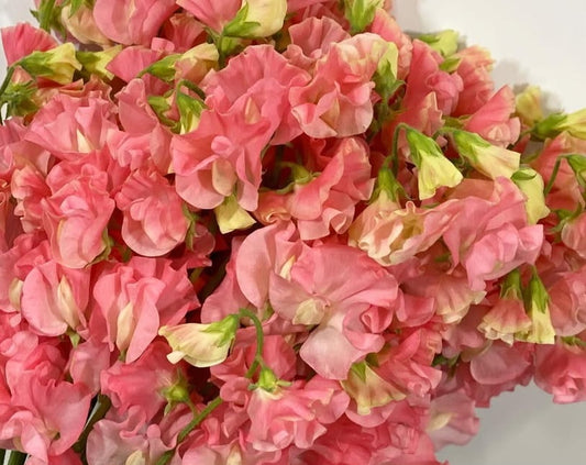 Lathyrus odoratus ( sweet pea ) Japan Series Evelina 20 Seeds