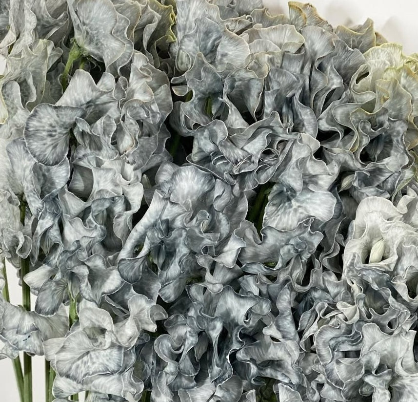 Lathyrus odoratus ( sweet pea ) Japan Series Celestina 20 Seeds