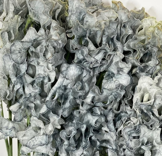 Lathyrus odoratus ( sweet pea ) Japan Series Celestina 20 Seeds