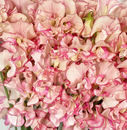 Lathyrus odoratus ( sweet pea ) Japan Series Serafina 20 Seeds