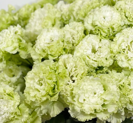 Lisianthus ( Eustoma ) Italia Series Caruso 6 Seeds