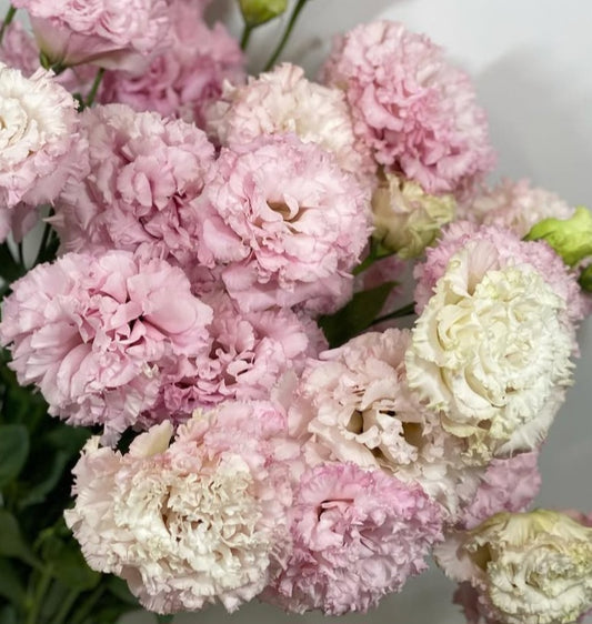 Lisianthus ( Eustoma ) Italia Series Rodolfo 6 Seeds