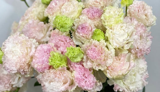 Lisianthus ( Eustoma ) Italia Series Giancarlo 6 Seeds