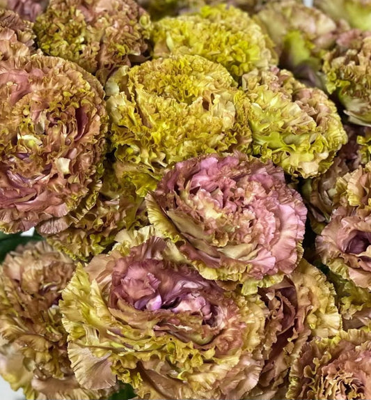 Lisianthus ( Eustoma ) Italia Series Guido 6 Seeds