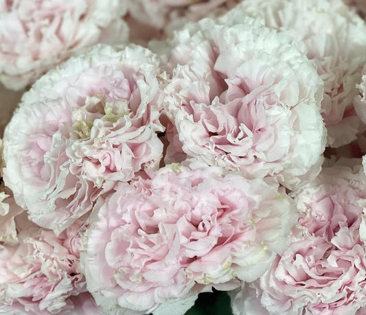 Lisianthus ( Eustoma ) Italia Series Fiero 6 Seeds