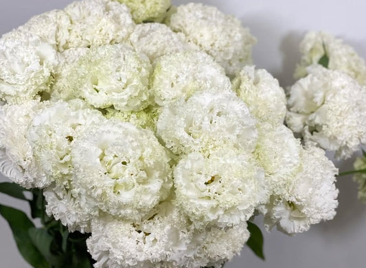 Lisianthus ( Eustoma ) Italia Series Rosario 6 Seeds