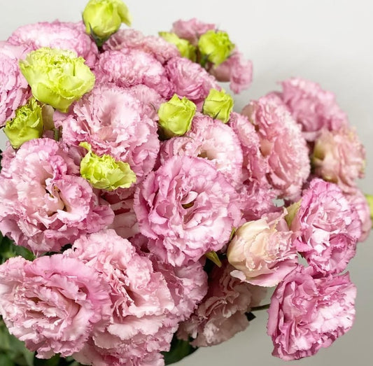 Lisianthus ( Eustoma ) Italia Series Alfonso 6 Seeds
