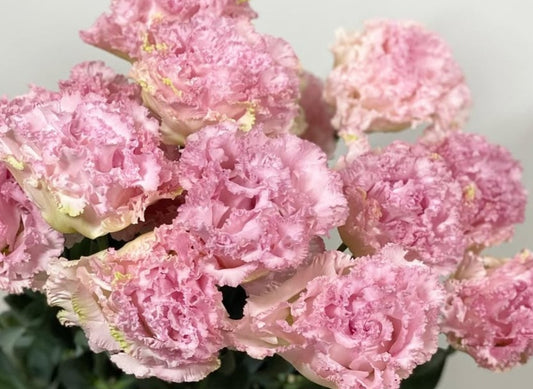Lisianthus ( Eustoma ) Italia Series Giovanni 6 Seeds