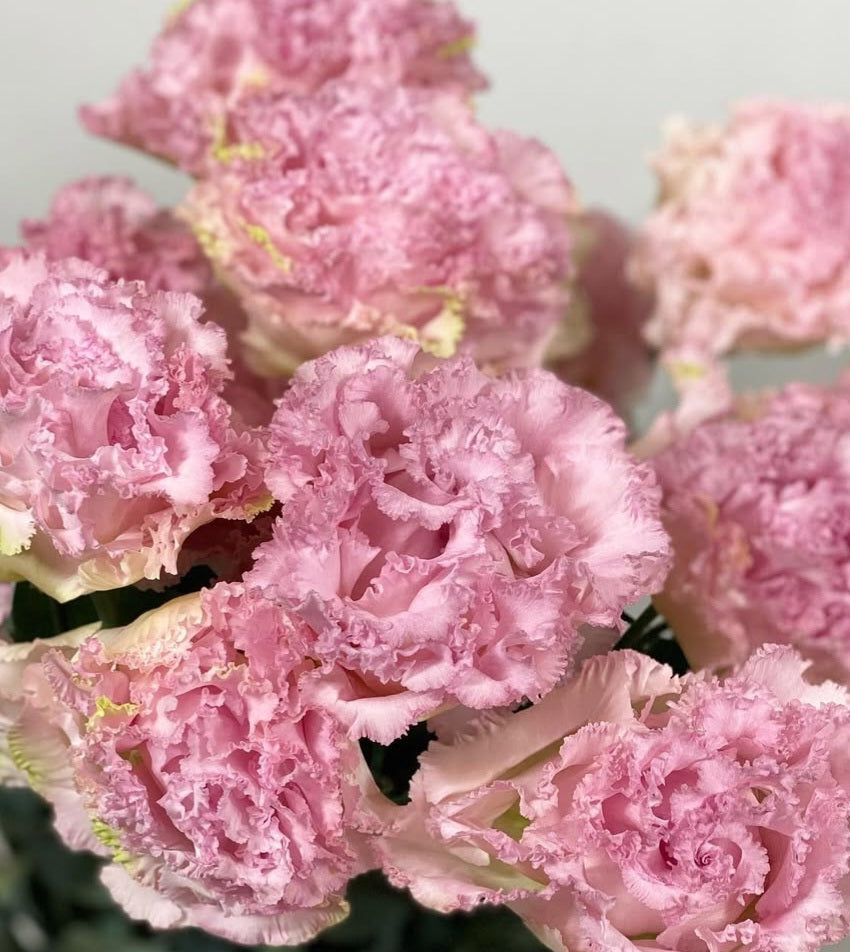 Lisianthus ( Eustoma ) Italia Series Giovanni 6 Seeds